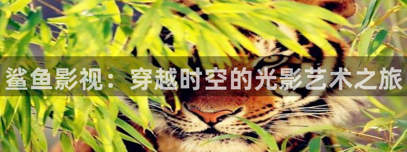 善良的女老板酷客影院：鲨鱼影视：穿越时空的光影艺术之旅